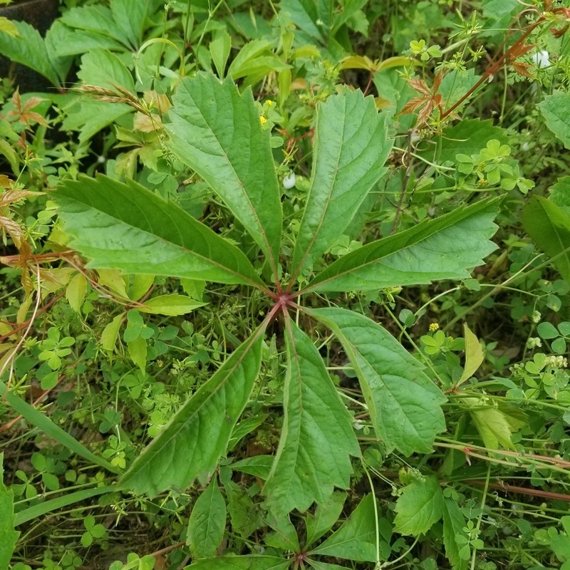 Sevenleaf Creeper photo 3