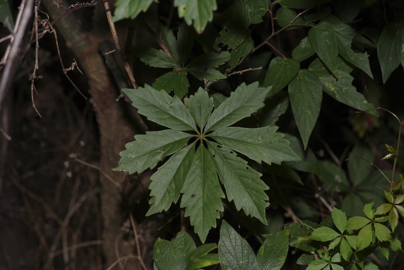 Sevenleaf Creeper photo 4