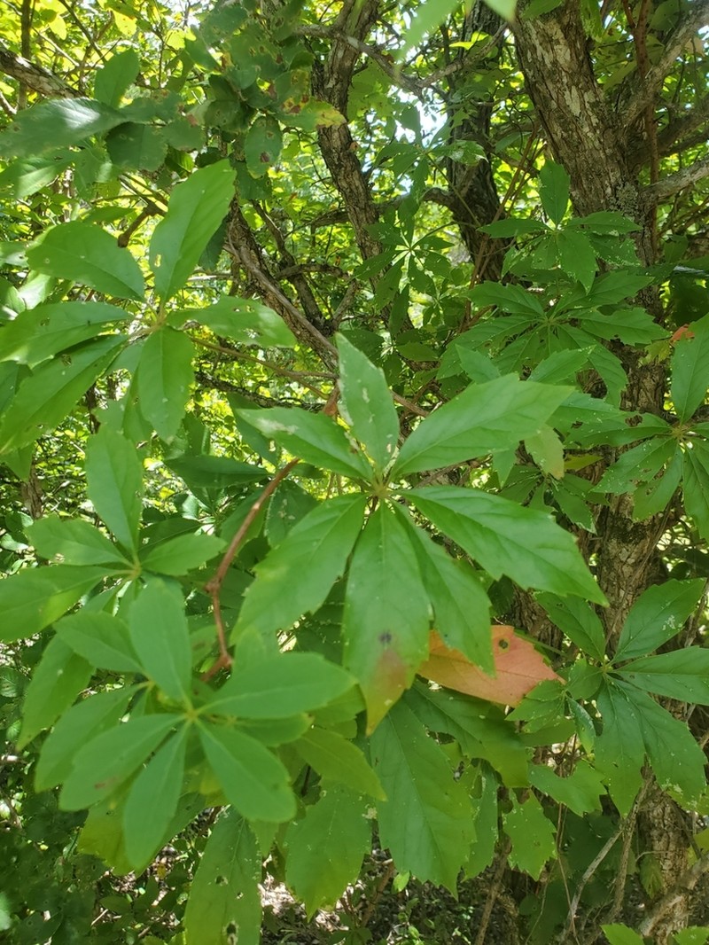 Sevenleaf Creeper photo 5