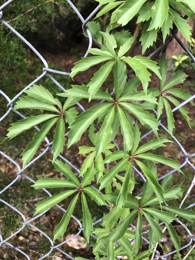 Sevenleaf Creeper photo 6
