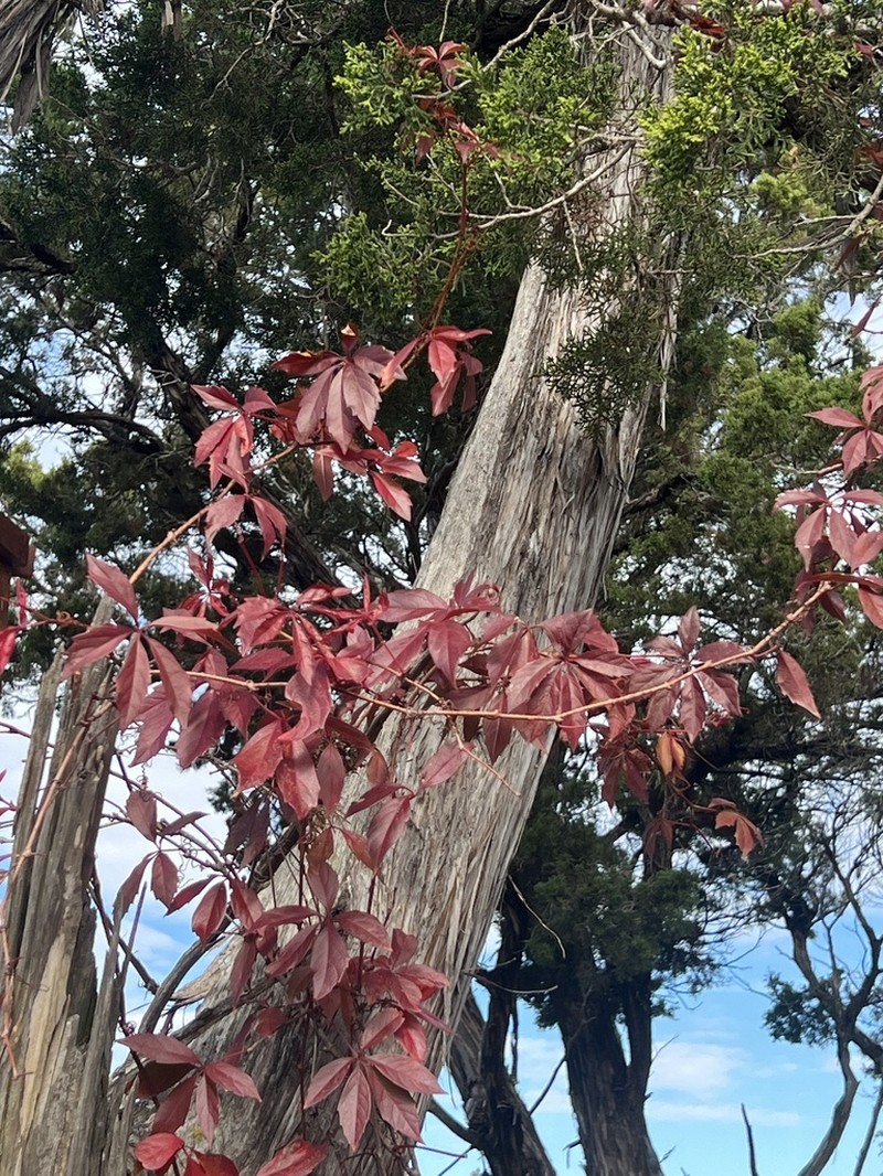 Sevenleaf Creeper photo 7