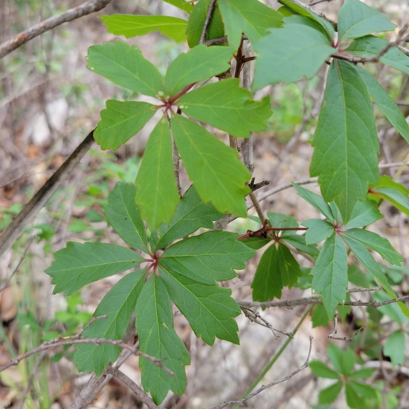 Sevenleaf Creeper photo 8