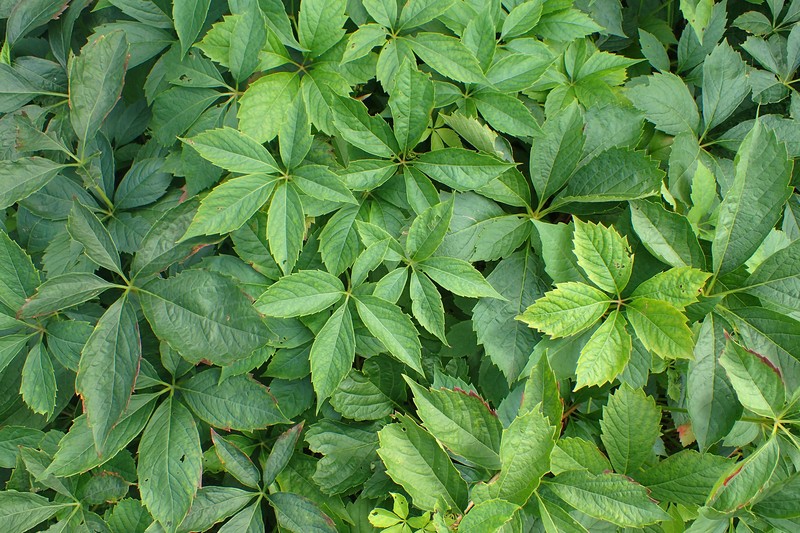 Parthenocissus laetevirens