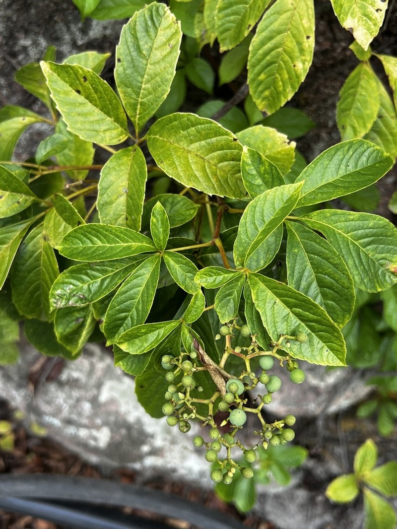 Parthenocissus laetevirens photo 2