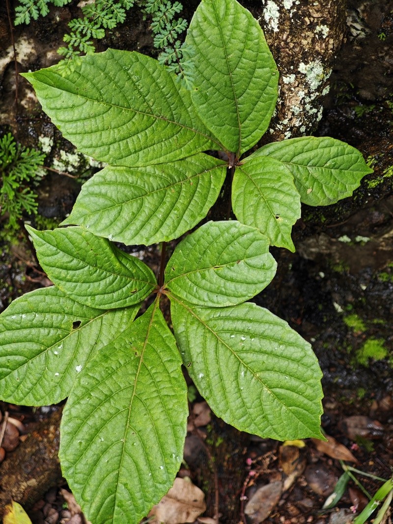Parthenocissus laetevirens photo 3