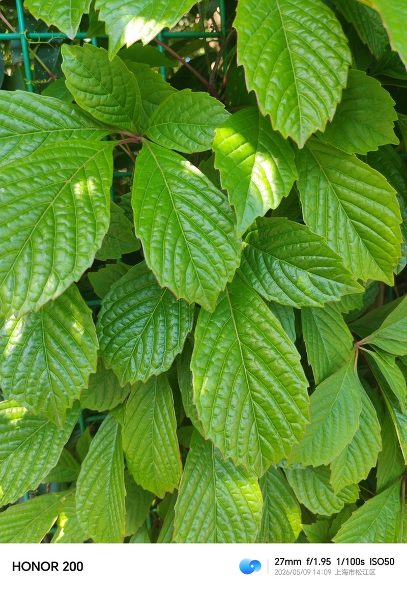 Parthenocissus laetevirens photo 4
