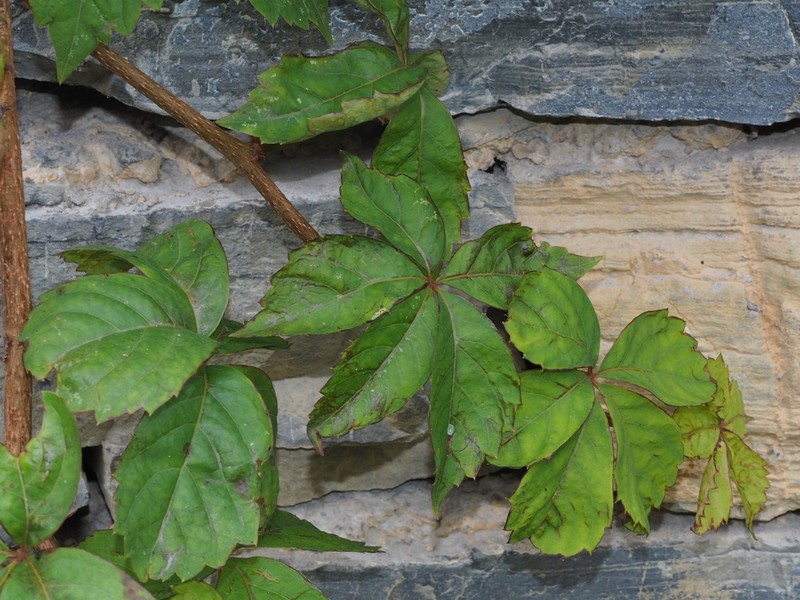 Parthenocissus laetevirens photo 5