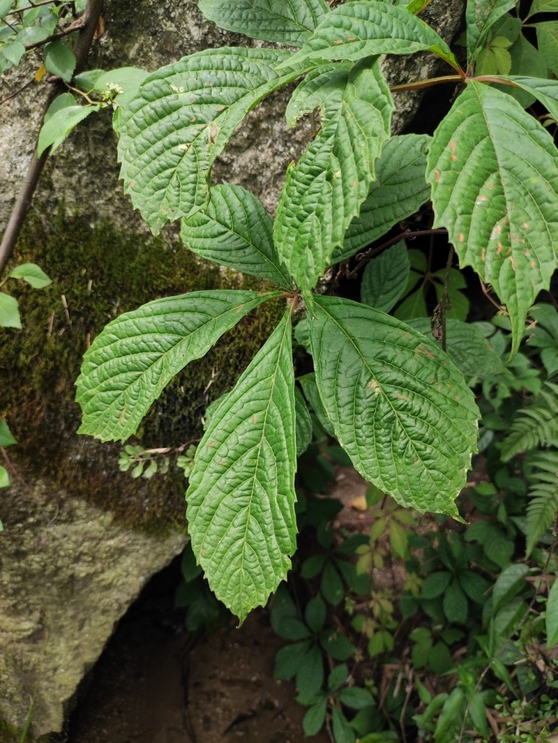 Parthenocissus laetevirens photo 6