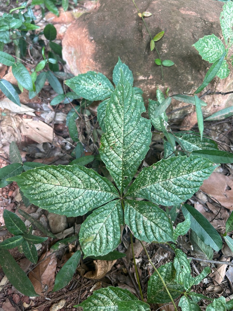 Parthenocissus laetevirens photo 7