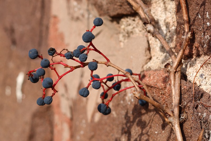 Virginia Creeper photo 2