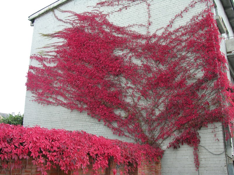 Virginia Creeper photo 3
