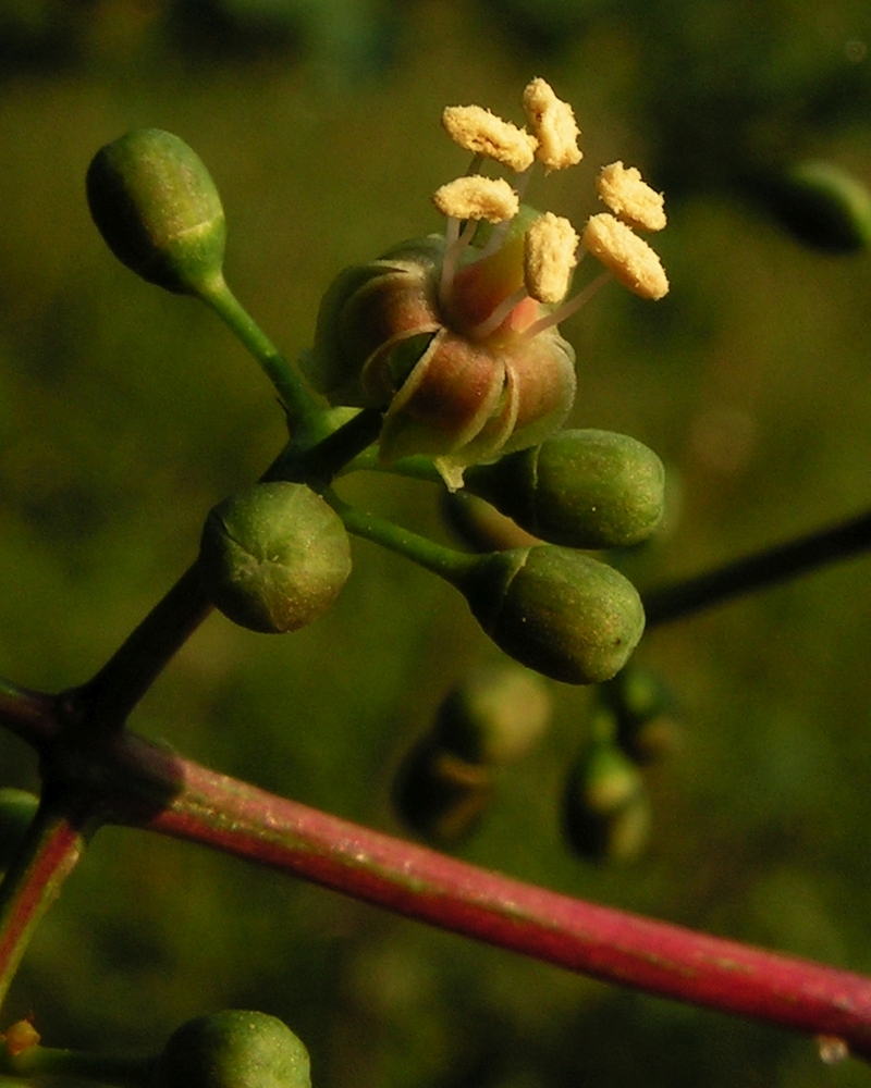 Virginia Creeper photo 5