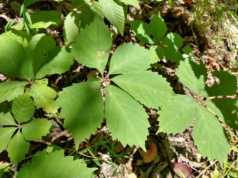 Virginia Creeper photo 5