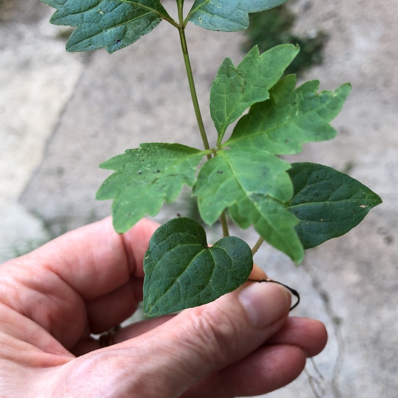 Virginia Creeper photo 6