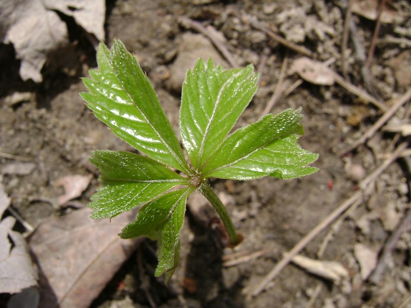 Virginia Creeper photo 7