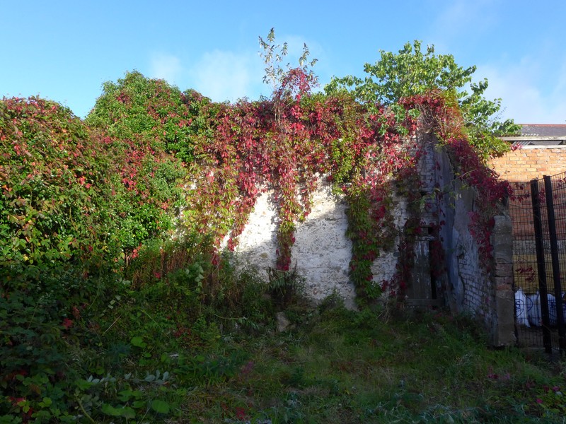 Virginia Creeper photo 8