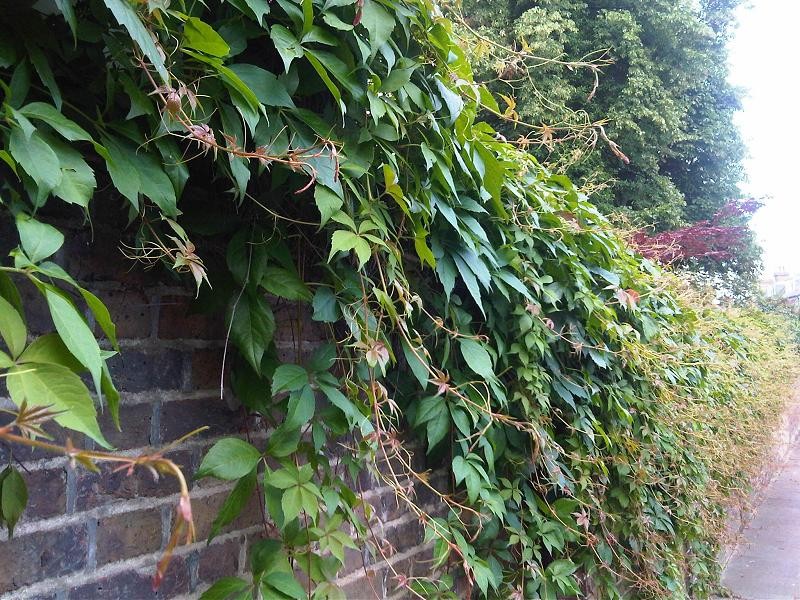 Virginia Creeper photo 9