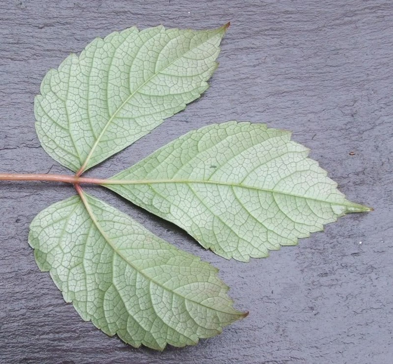 Parthenocissus semicordata photo 2