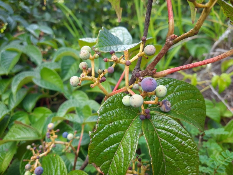 Parthenocissus semicordata photo 3