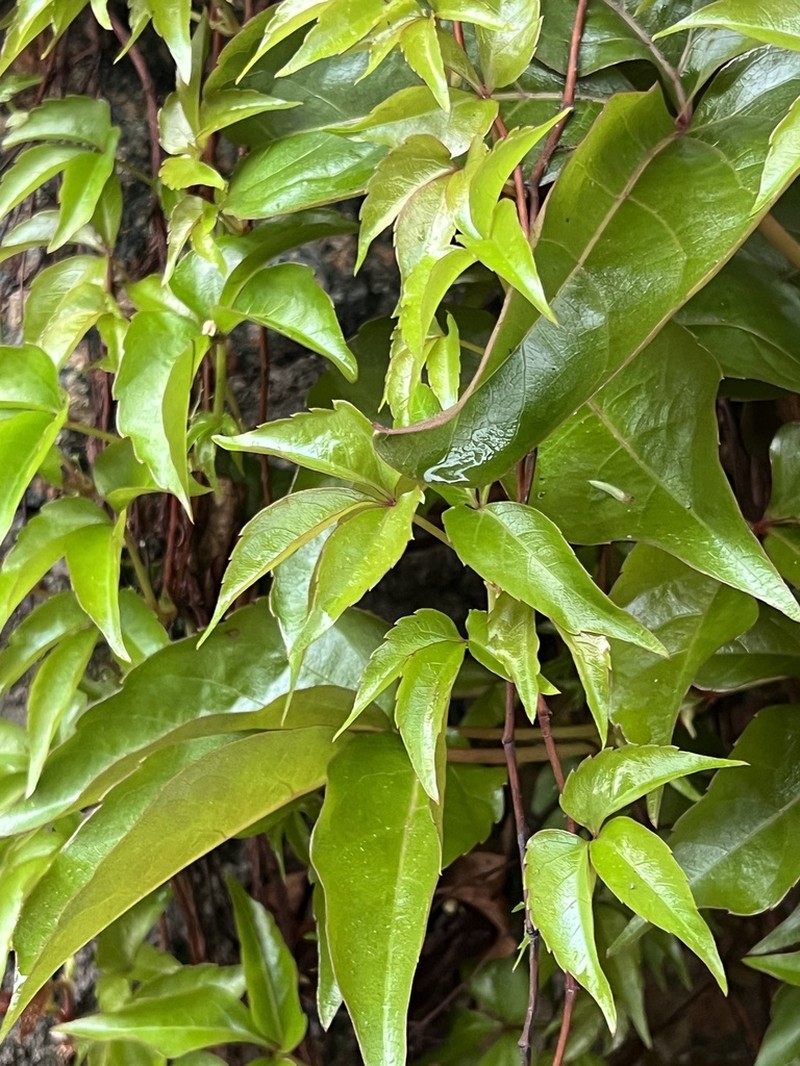 Parthenocissus semicordata photo 4