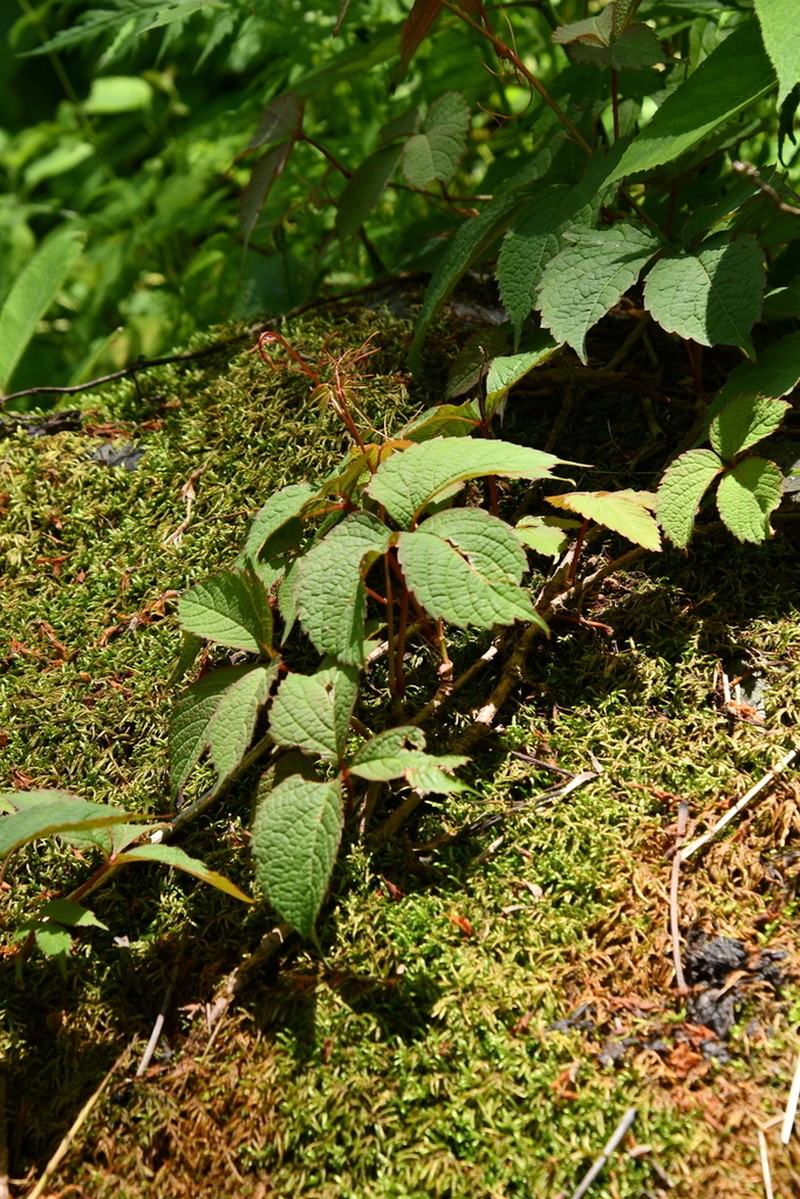 Parthenocissus semicordata photo 5