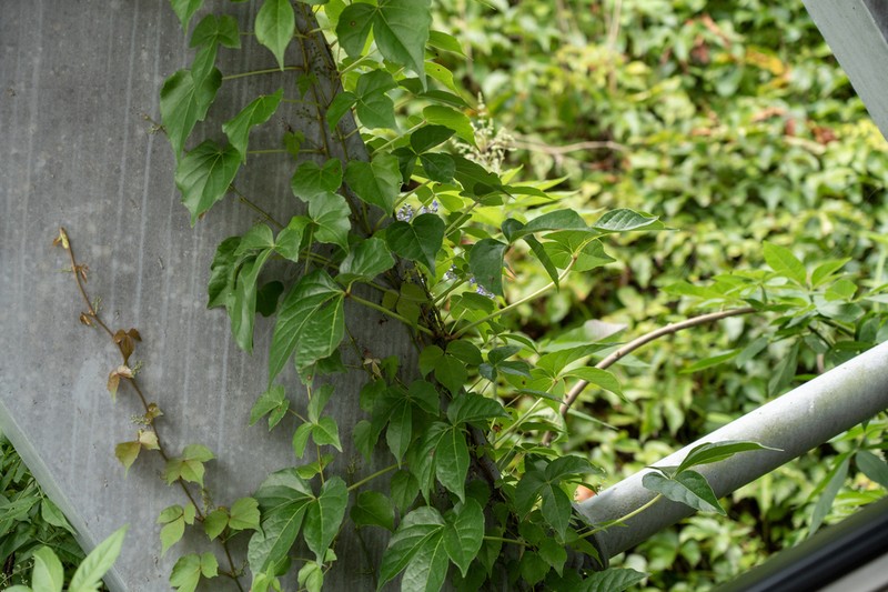 Parthenocissus semicordata photo 6