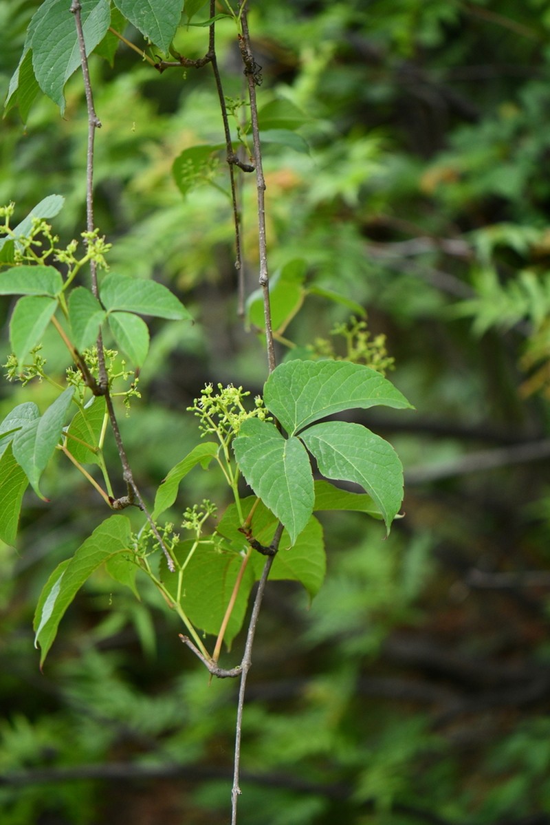 Parthenocissus semicordata photo 7