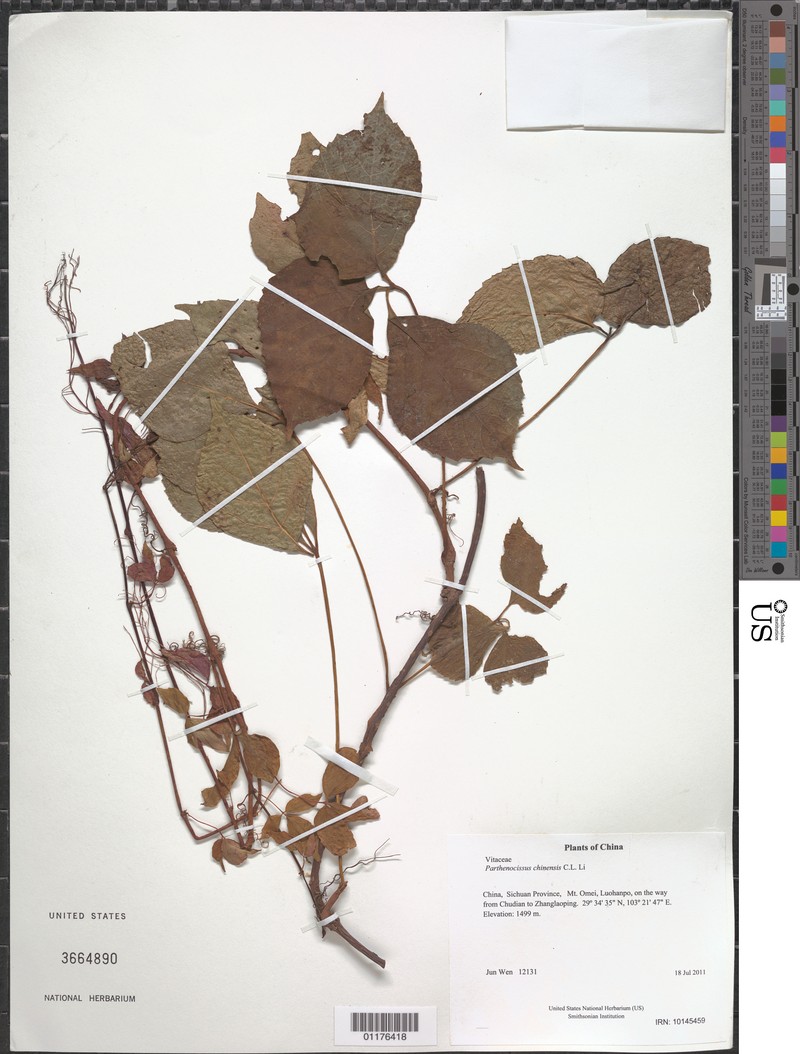 Parthenocissus sichuanensis