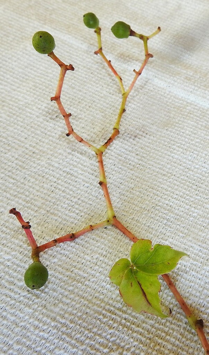 Boston Ivy photo 6