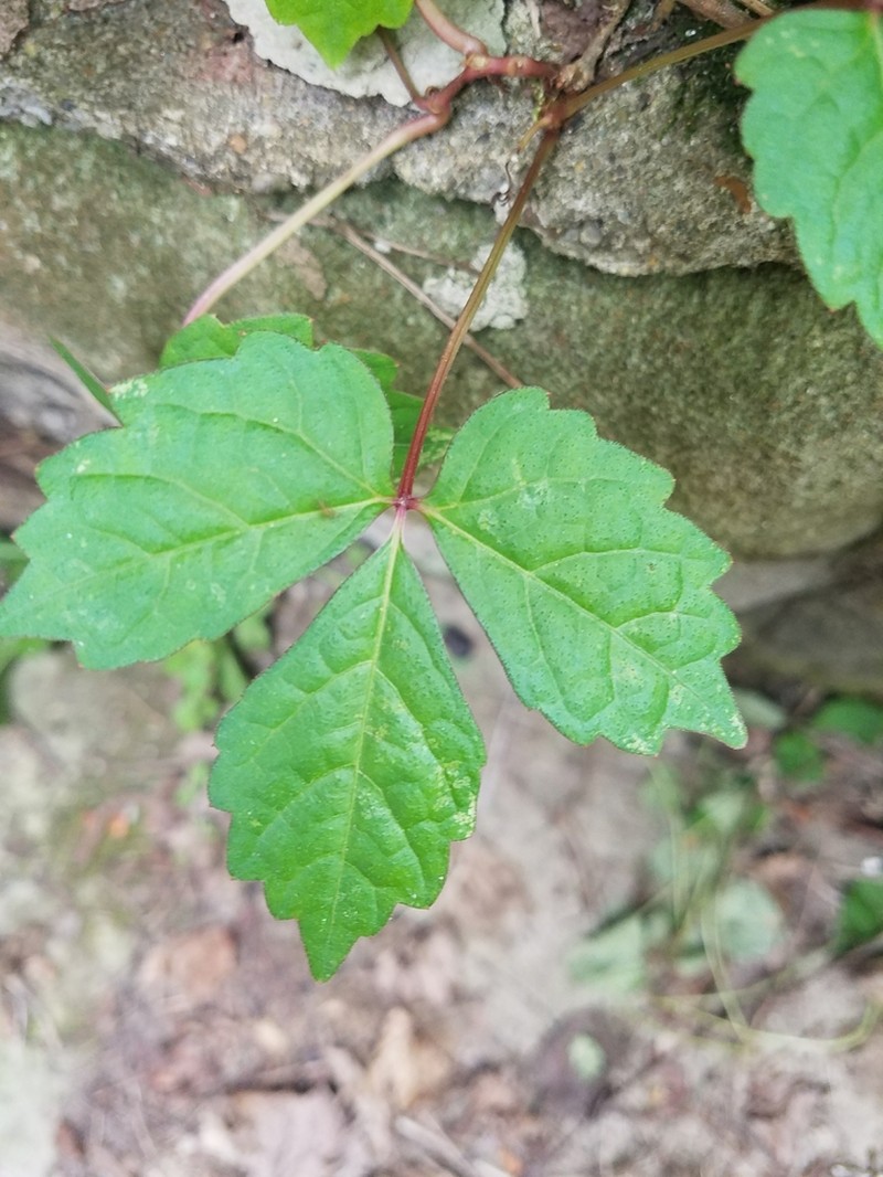 Boston Ivy photo 8