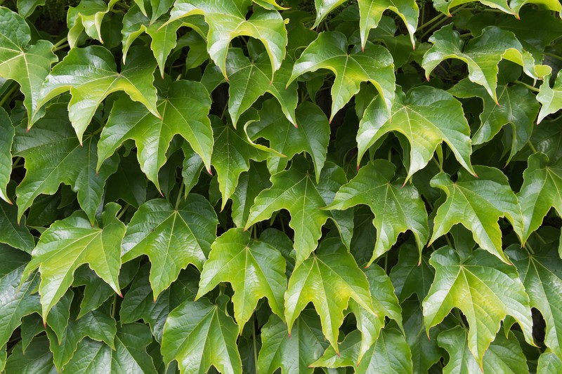 Boston Ivy