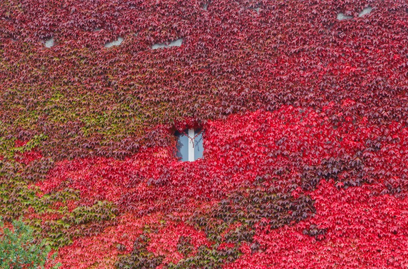 Boston Ivy photo 2