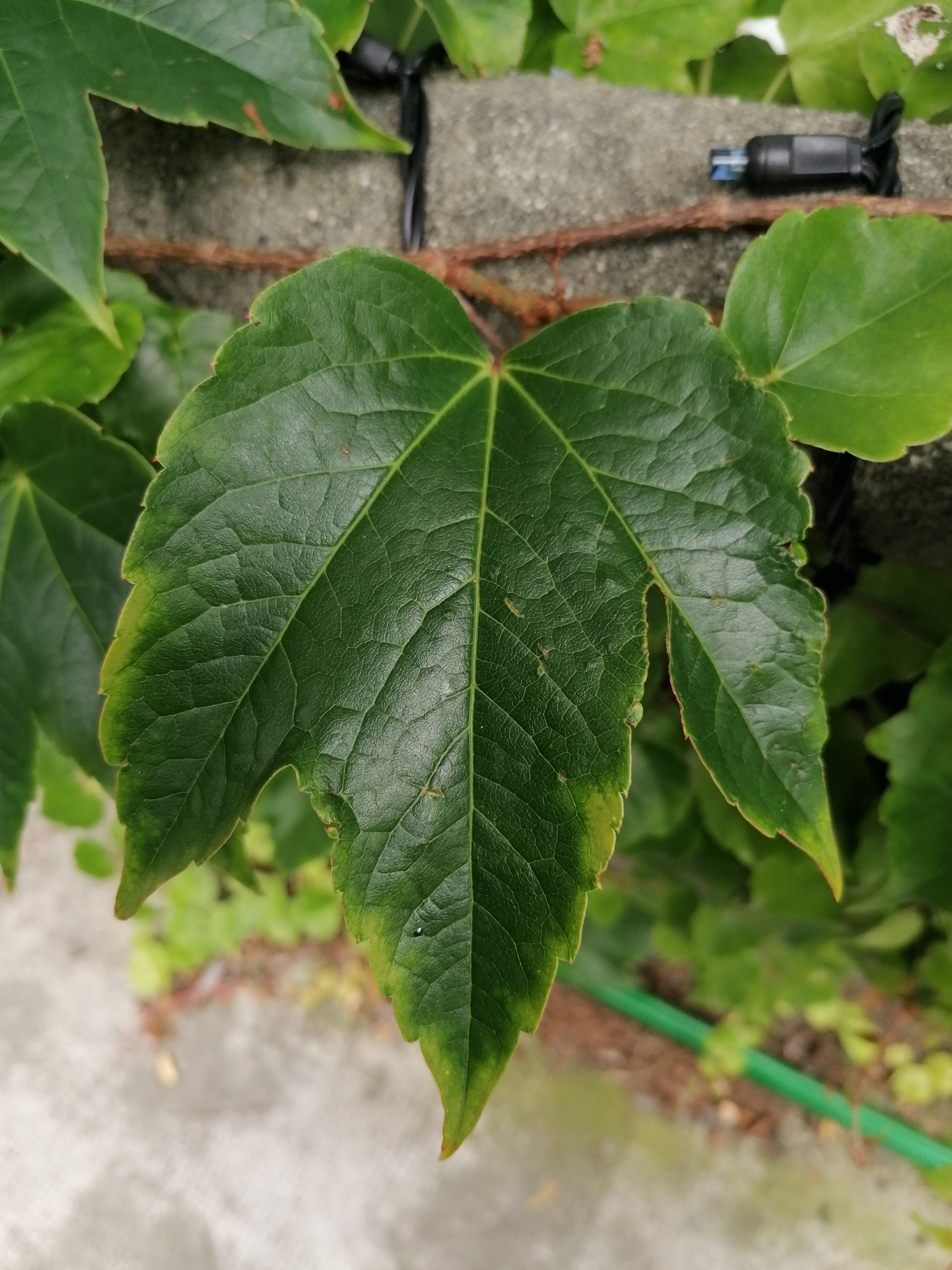 Boston Ivy photo 3