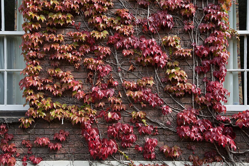 Boston Ivy photo 4
