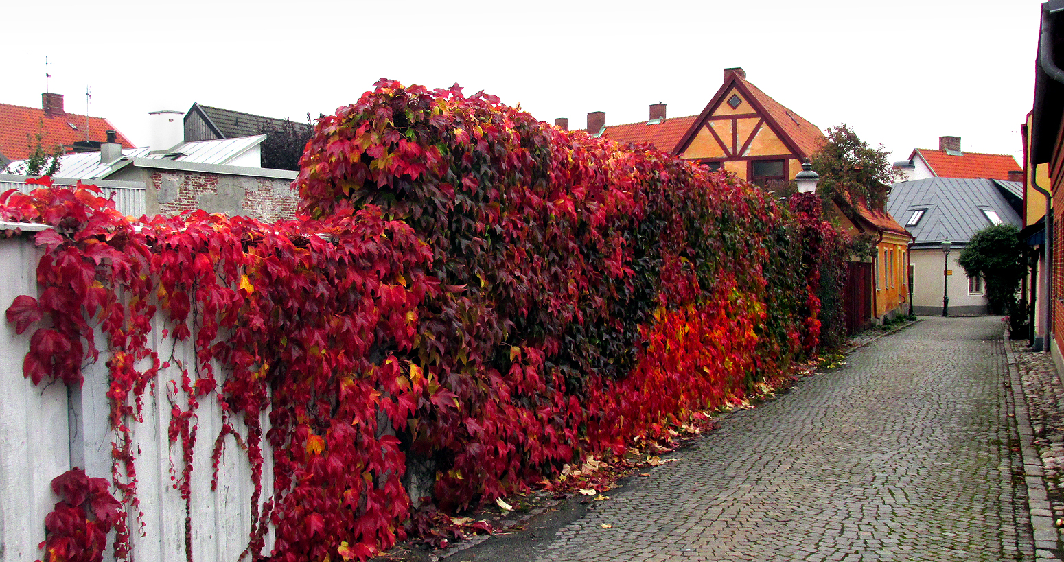 Boston Ivy photo 6