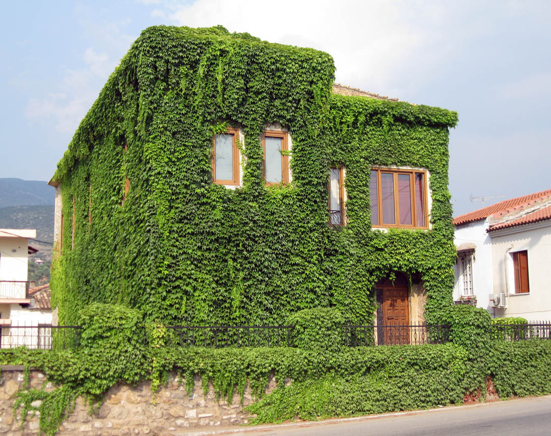 Boston Ivy photo 7