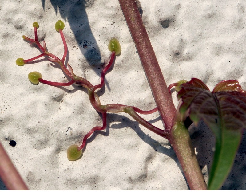 Boston Ivy photo 8