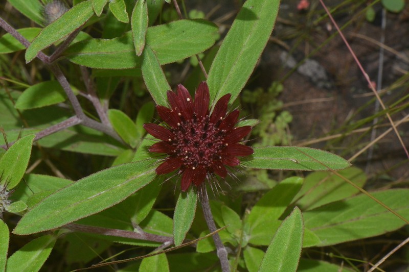 Pasaccardoa grantii