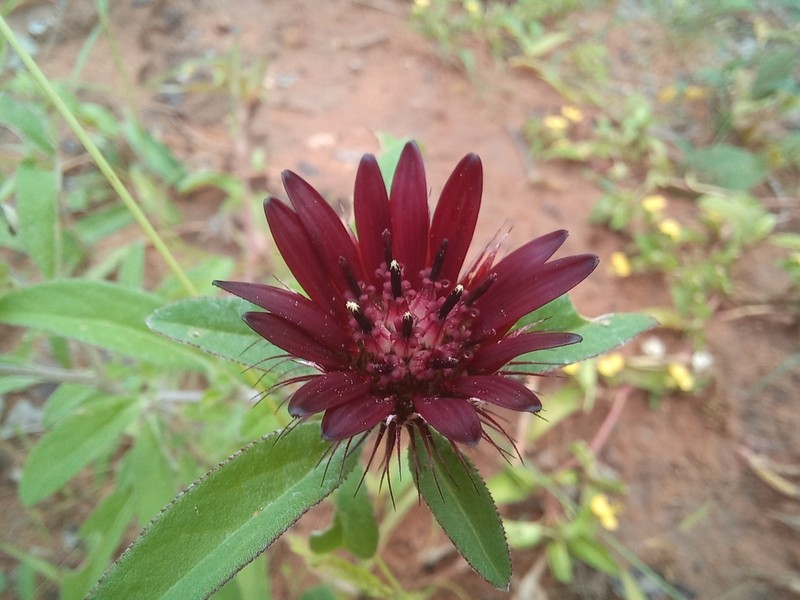 Pasaccardoa grantii photo 2