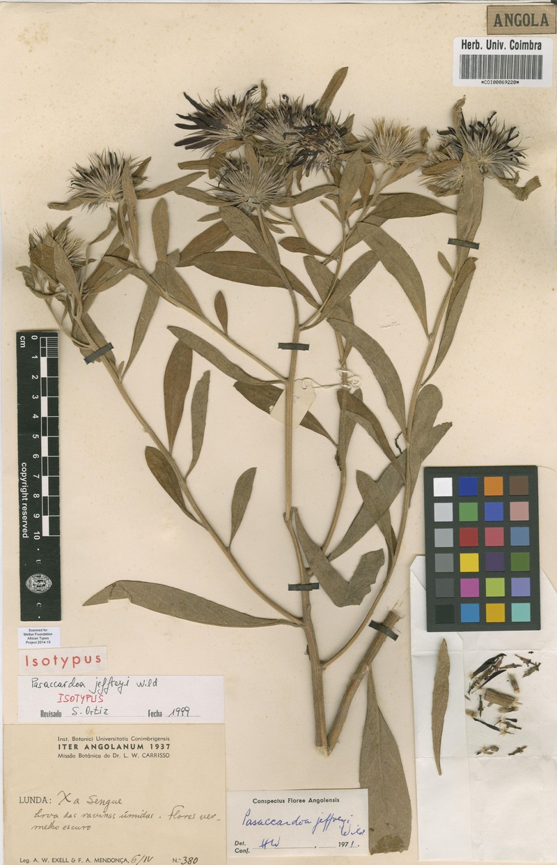 Pasaccardoa jeffreyi