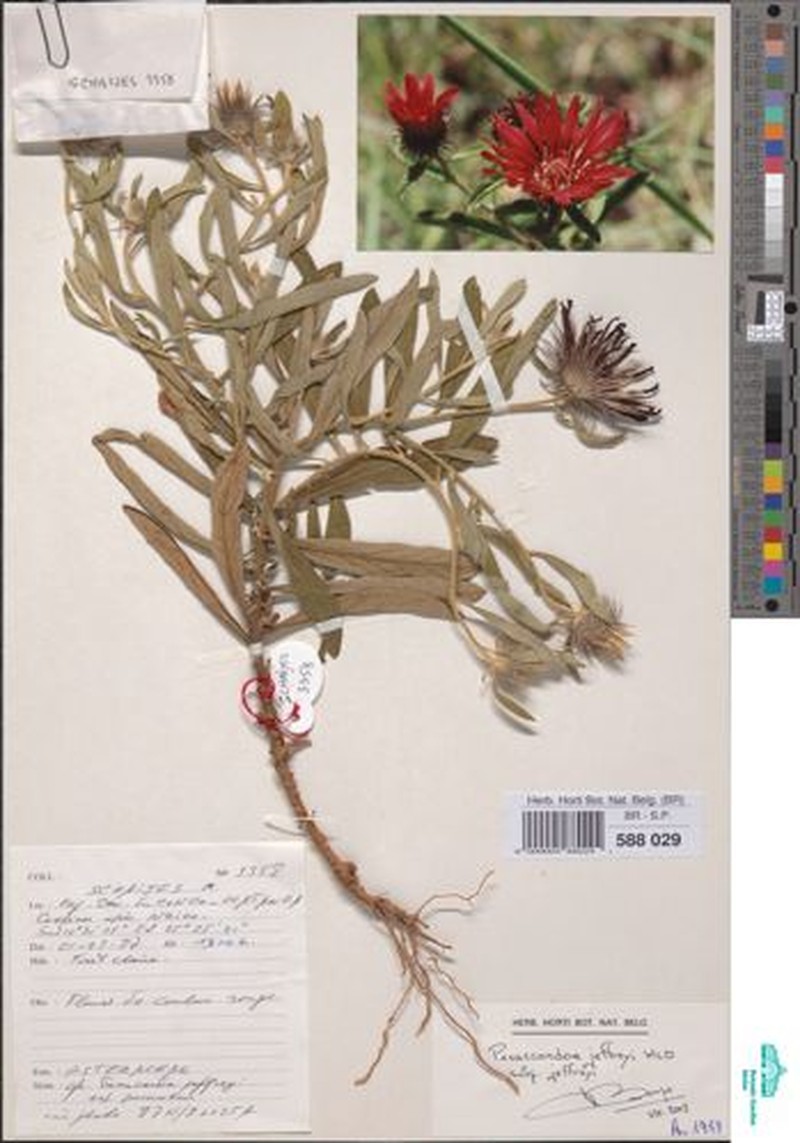 Pasaccardoa jeffreyi subsp. jeffreyi