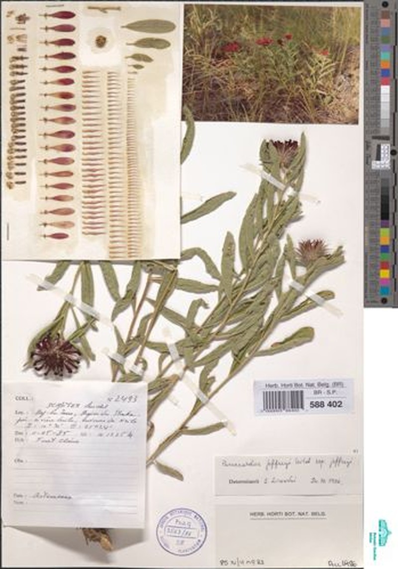 Pasaccardoa jeffreyi subsp. jeffreyi photo 3