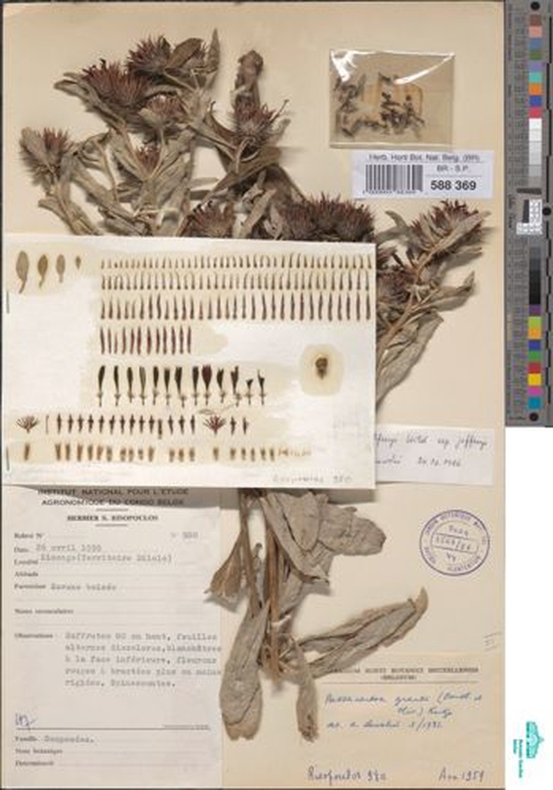 Pasaccardoa jeffreyi subsp. jeffreyi photo 4