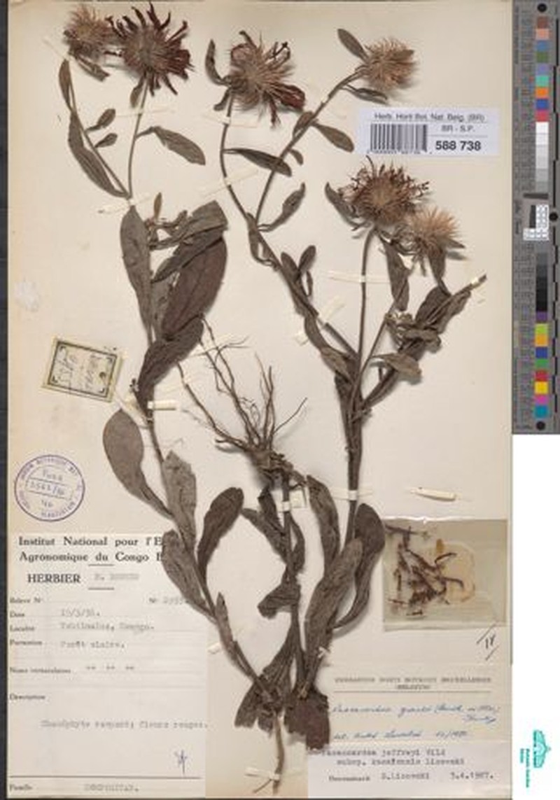 Pasaccardoa jeffreyi subsp. kasaiensis