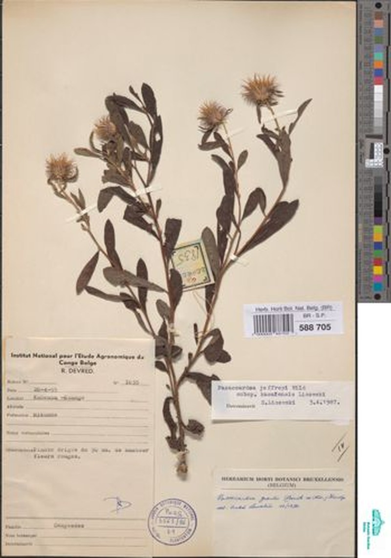 Pasaccardoa jeffreyi subsp. kasaiensis photo 2