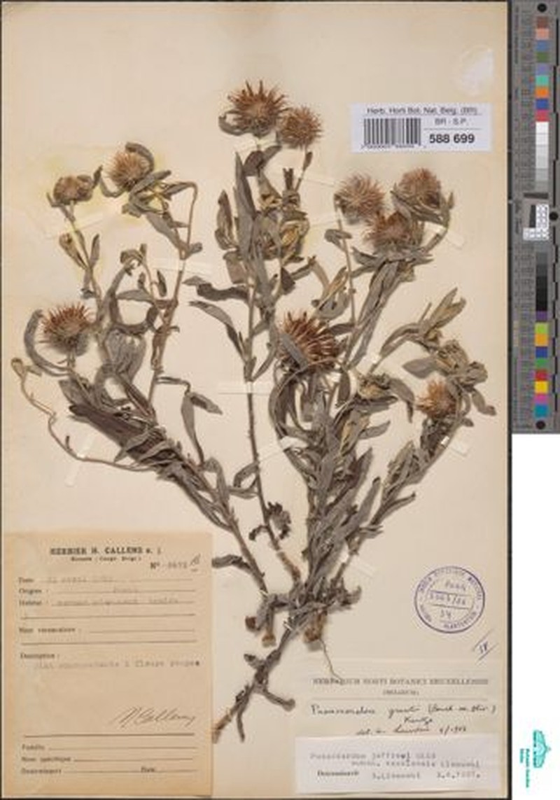 Pasaccardoa jeffreyi subsp. kasaiensis photo 3