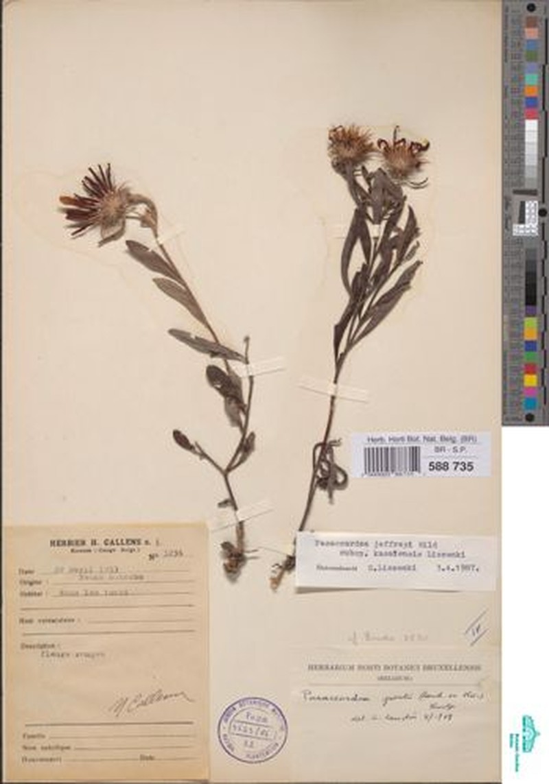 Pasaccardoa jeffreyi subsp. kasaiensis photo 4