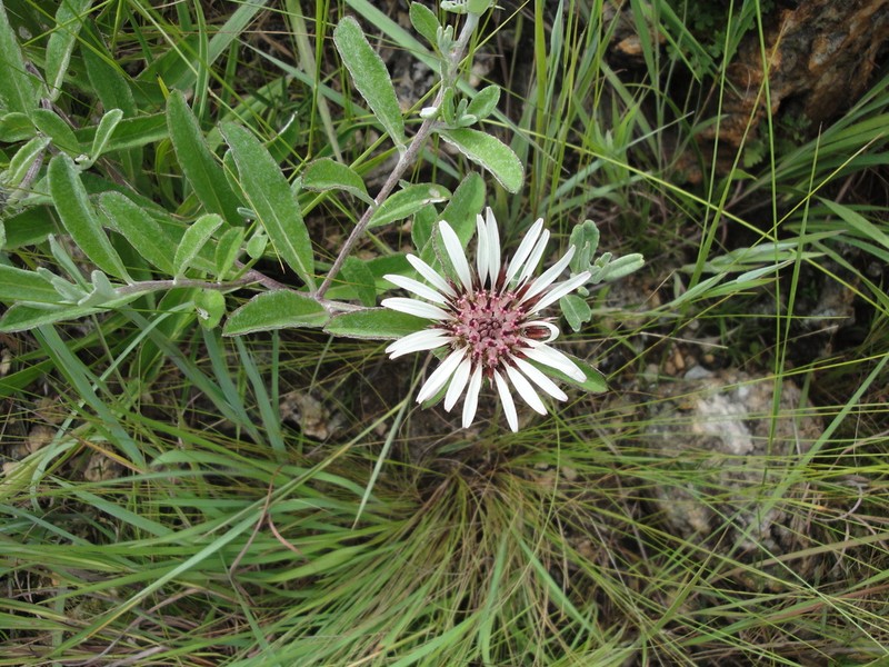 Pasaccardoa procumbens