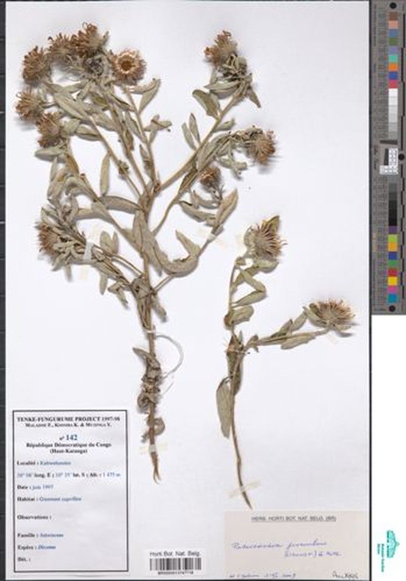 Pasaccardoa procumbens photo 2