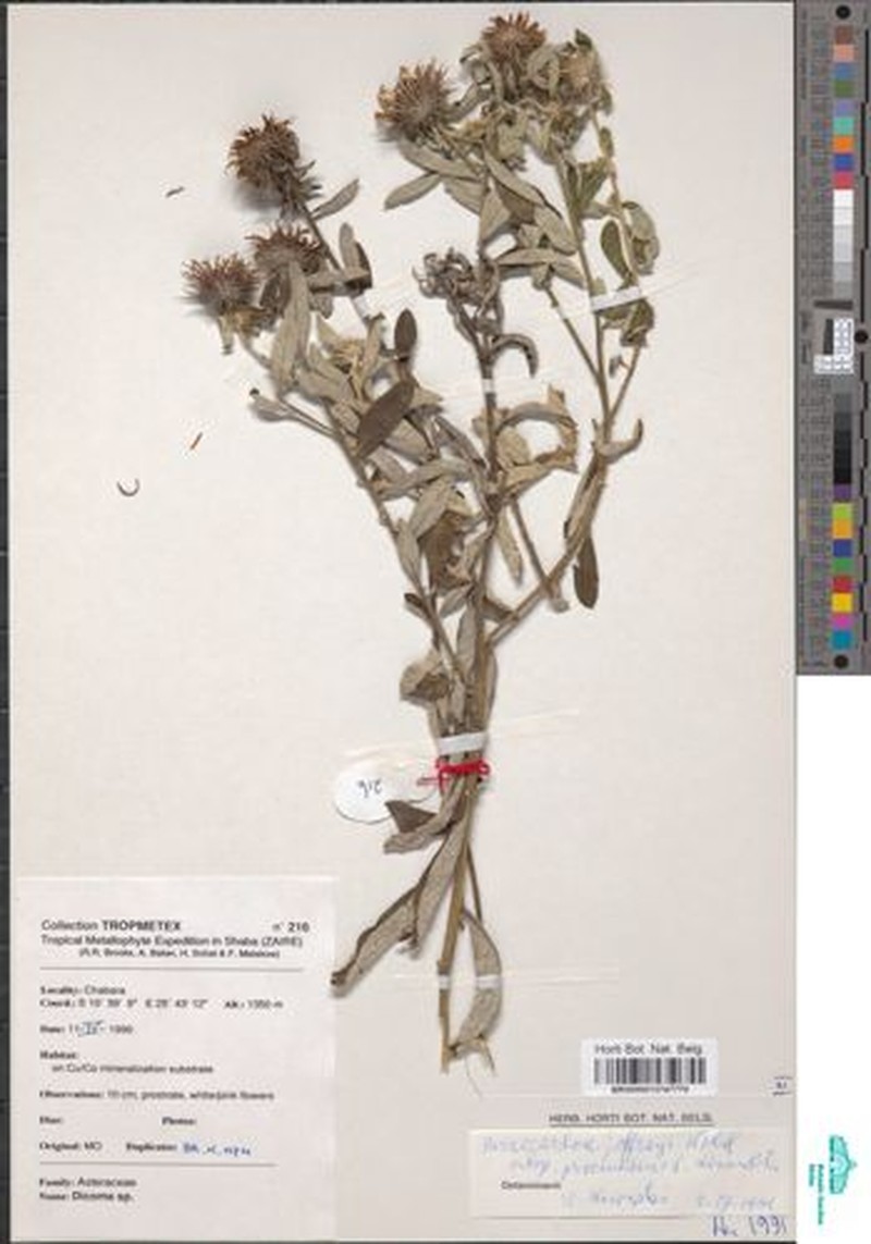 Pasaccardoa procumbens photo 3